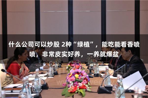 什么公司可以炒股 2种“绿植”，能吃能看香喷喷，非常皮实好养，一养就爆盆