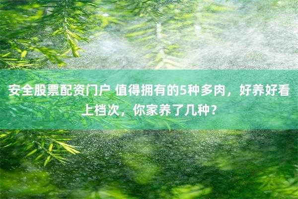 安全股票配资门户 值得拥有的5种多肉，好养好看上档次，你家养了几种？
